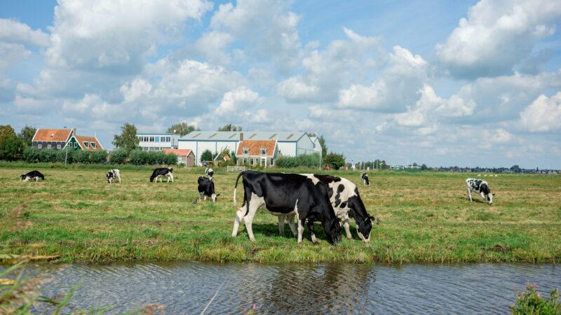 Walking the Pieterpad: Long-Distance Hiking in the Dutch Countryside